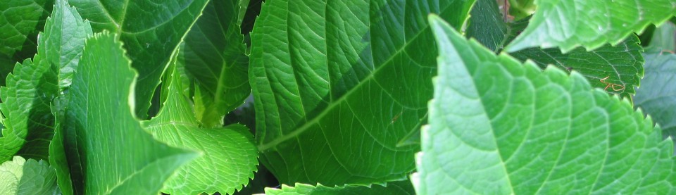 Life in Japan and Beyond