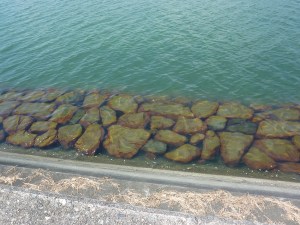 Rocks in Monzen River