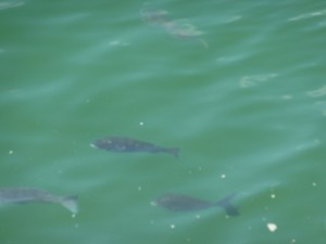 Fish in the Monzen River