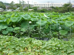 Lotus Field