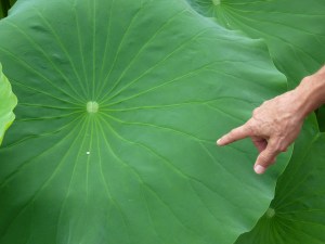 Lotus leaf