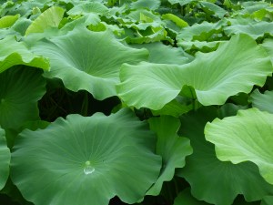 Lotus leaves