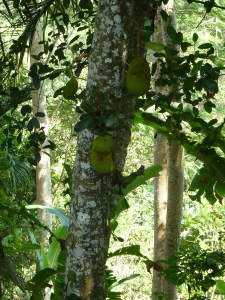 Jack fruit, grows really big.